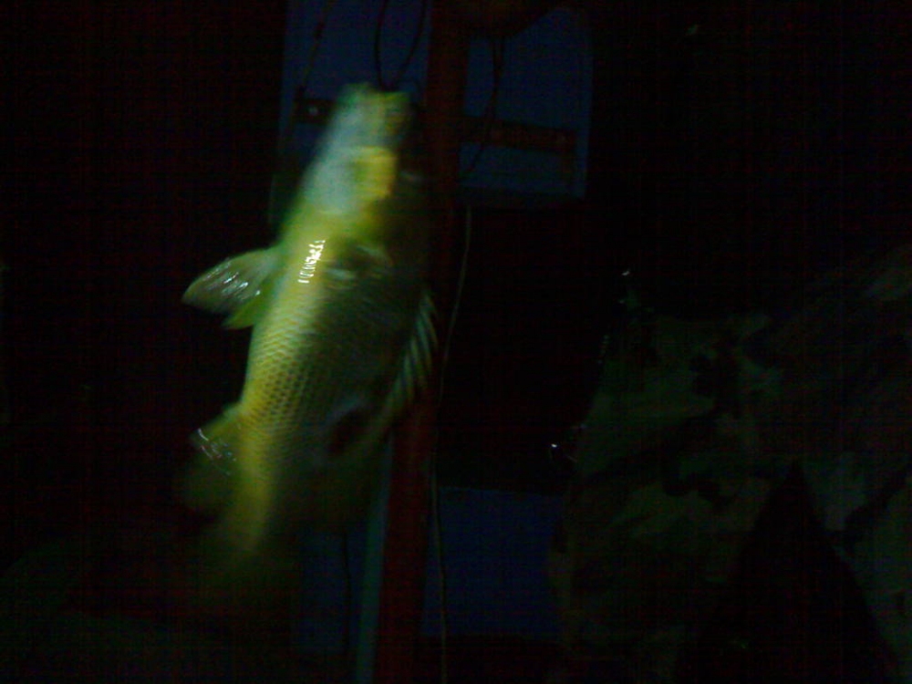 อีกตัวครับ ส่วนของเพื่อสมาชิกถ่ายไม่เห็นครับ กลางคืนเป็นปลาเก๋า + อังเกย (แถวท่าชนะเรียกว่า ปลาหัวโป