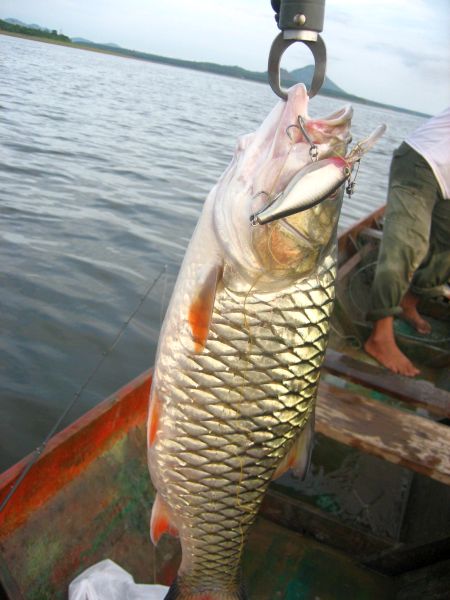 ตีไปเรื่อยๆกับหมายเดิม เหลี่ยมเดิม โดนกัดหลุดไป สองตัว ติดกิ่งไม้บ้าง ตอบ้าง แล้วก็ได้เจ้าตัวนี้ขึ้น