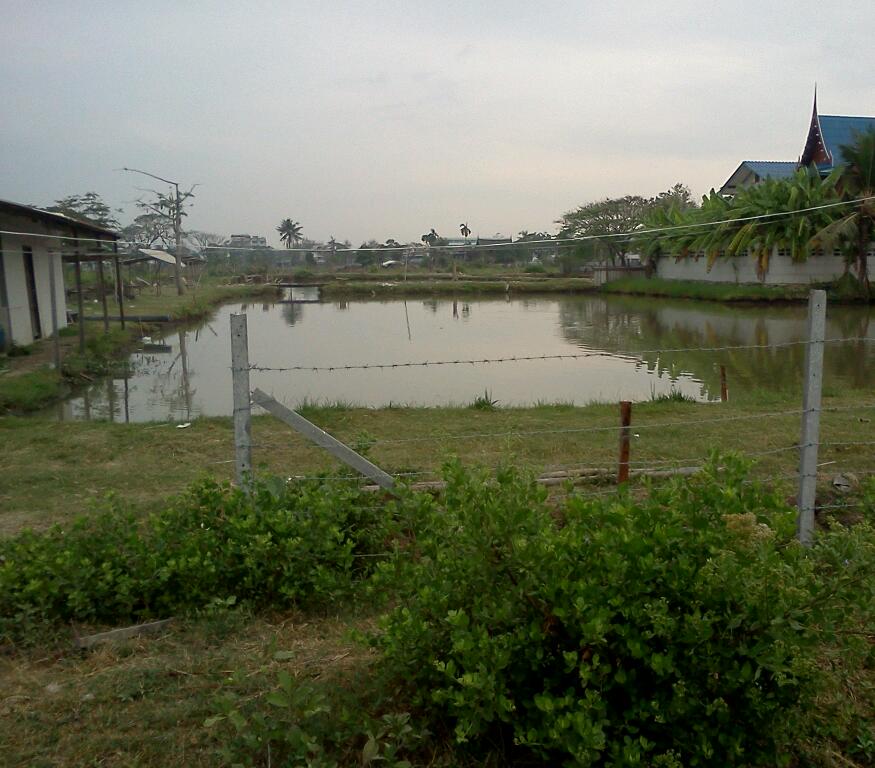 ภาพบรรยากาศของบ่อ ถ้าน้าๆท่านใดเคยไปจะถึงบางอ้อทันทีครับ :grin: :grin: :grin:
