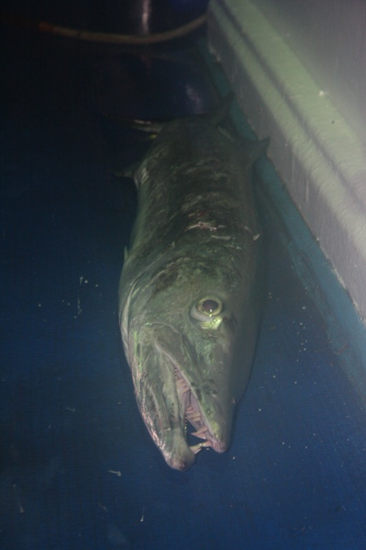 tonight for Jigging time  :grin: