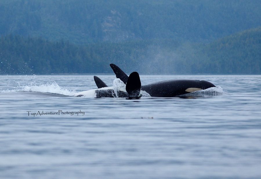 Salmon Kayak Fishing n Orca Expedition