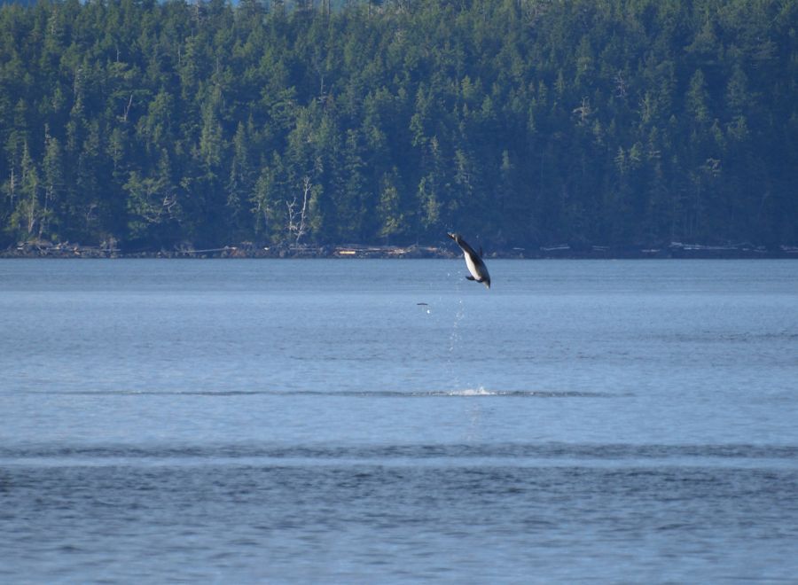 ชื่อนะครับ Pacific white sided Dolphin :grin: