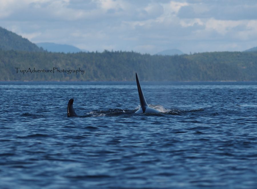 และที่นี่ Johnstone Strait เป็นแห่งเดียวในโลกที่สามารถชมวาฬเพชรฆาตจากเรือคายัคได้ แต่ก็ไม่สามารถการั