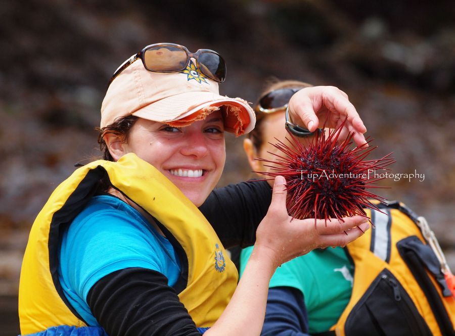 ห่อยเม่น หรือ Sea Urchin ตัวควบคุมความสมดุลของระบบนิเวศภายใต้ท้องทะเล ห้อยเม่นจะกิน สาหร่ายทะเลหรือ 