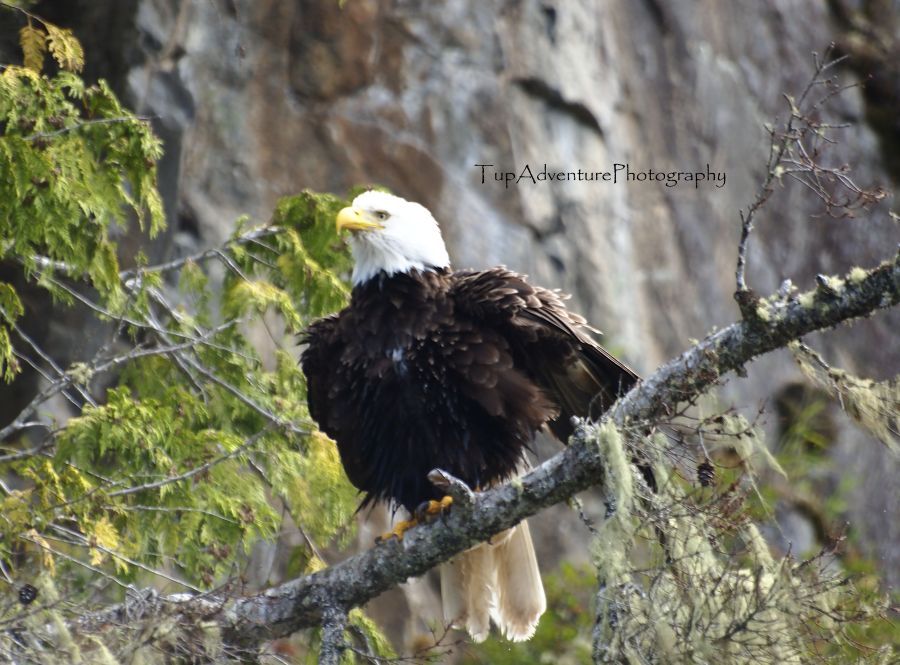 Bold Eagle หรือนกอินทรี ศัญลักษณ์ประจำชาติของอเมริกา แต่แคนาดามีเยอะกว่า  :grin: :laughing: