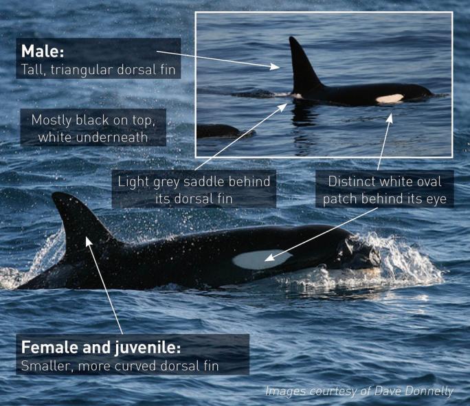 เราจะสามารถบอกความแต่ต่างของวาฬแต่ละตัว ได้จากภาพนี้ครับ ที่สังเกตุง่ายๆคือแผล ลักษณะของครีบกลางหลัง