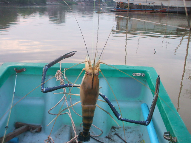 ตัวนี้เอาเรือมาทิ้ง สมอ เลยสะพานมาหน่อยครับ
 :cheer: :cheer: :cheer: :cheer: :cheer: :cheer: :cheer