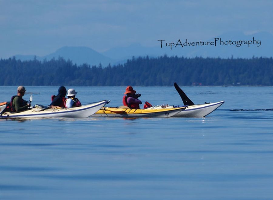 รัฐ British Columbia ออกกฏหมายปกป้องสัตว์ทะเลเลี้ยงลูกด้วยนมว่า เรือต่างๆไม่ว่าจะเป็นเรือยนต์เรือคาย