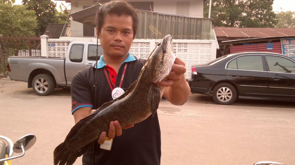 สดๆร้อนๆกับช่อนโทนกลางเมืองปราจีนฯ