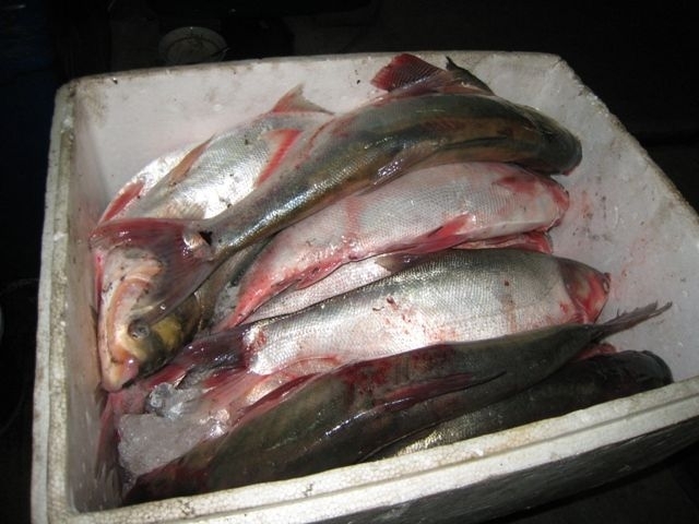 ปลาจีนก็เพียบบบบบบบบบบบบบ.... :cool: