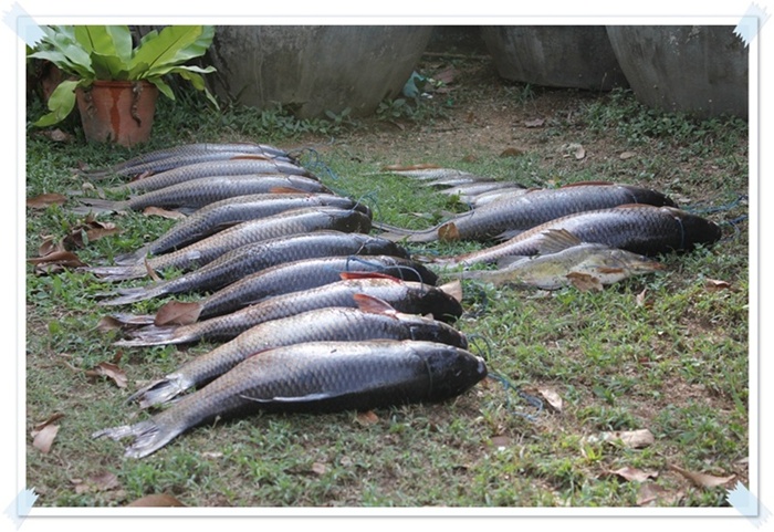 ปลารวมครับ :cheer: :cheer: :cheer: :cheer: :cheer: :cheer: