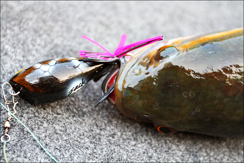 [q][i]อ้างถึง: รักษ์น้ำ posted: 21-03-2555, 20:56:36[/i]

จองปลา สงกรานต์ :laughing: :laughing: :l