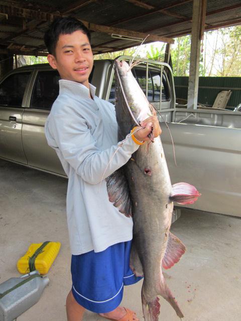 ปลาคัง แม่น้ำน่าน..