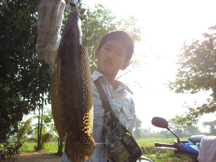 กระสง ตัวโตๆ :grin: