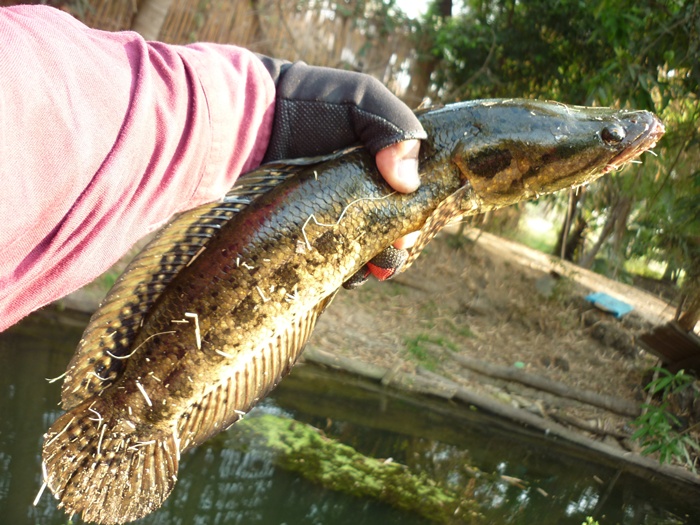 ไอ้แจ๊ค นี่จจับแบบนี้  กระสงตัวมันแน่มากๆ :grin: