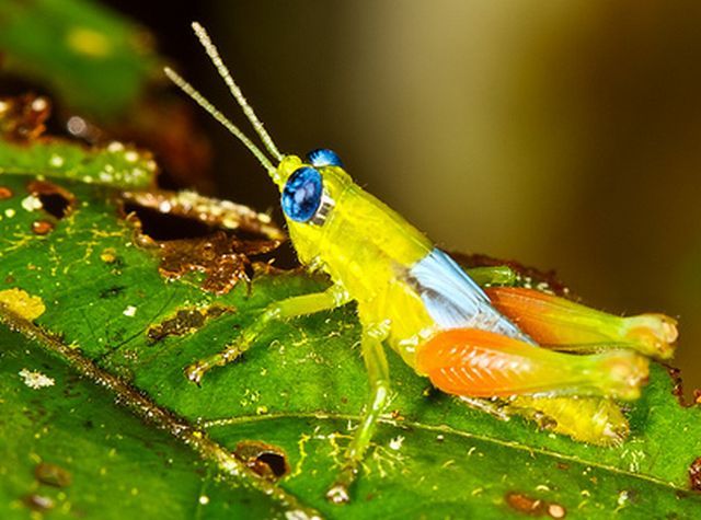 Fly tying : Grass Hopper