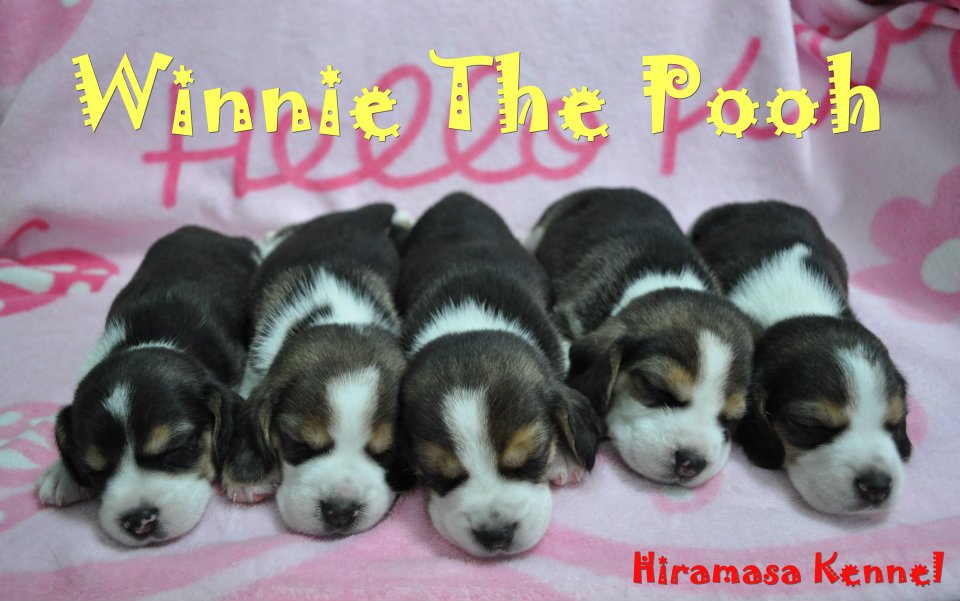 ลูกสุนัขพันธุ์ beagle จากHiramasa Kennel ของผมเองคร้าบบบ