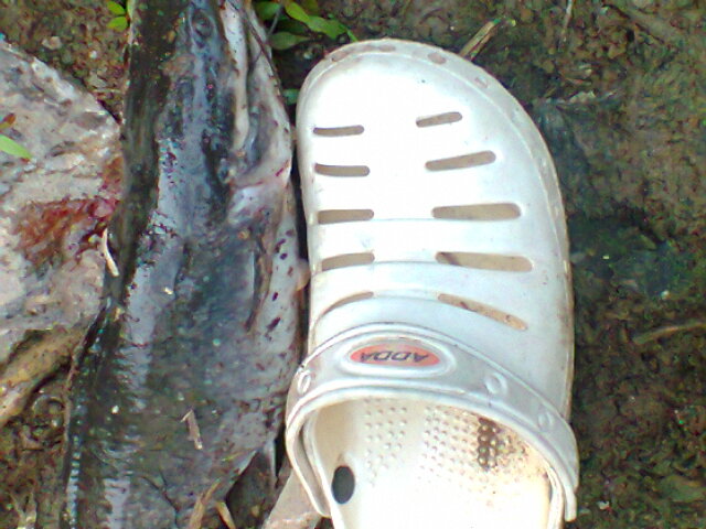 รองเท้าเบอร์ 45 ครับ หม้อปลาหล้าคง แหล่มราย