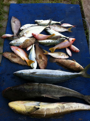 ตอนบ่ายหาตกปลาจานเพิ่มอีกหน่อย ภาพปลารวมวันนี้ครับ :grin: