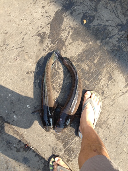 วันนี้เอากลับมากิน 2 ตัว ครับ  ขนาดปลาเทียบ กับเท้าผม ใส่รองเท้าเบอร์ 43 ครับ น้ำหนักปลาก็ โลกว่าๆคร