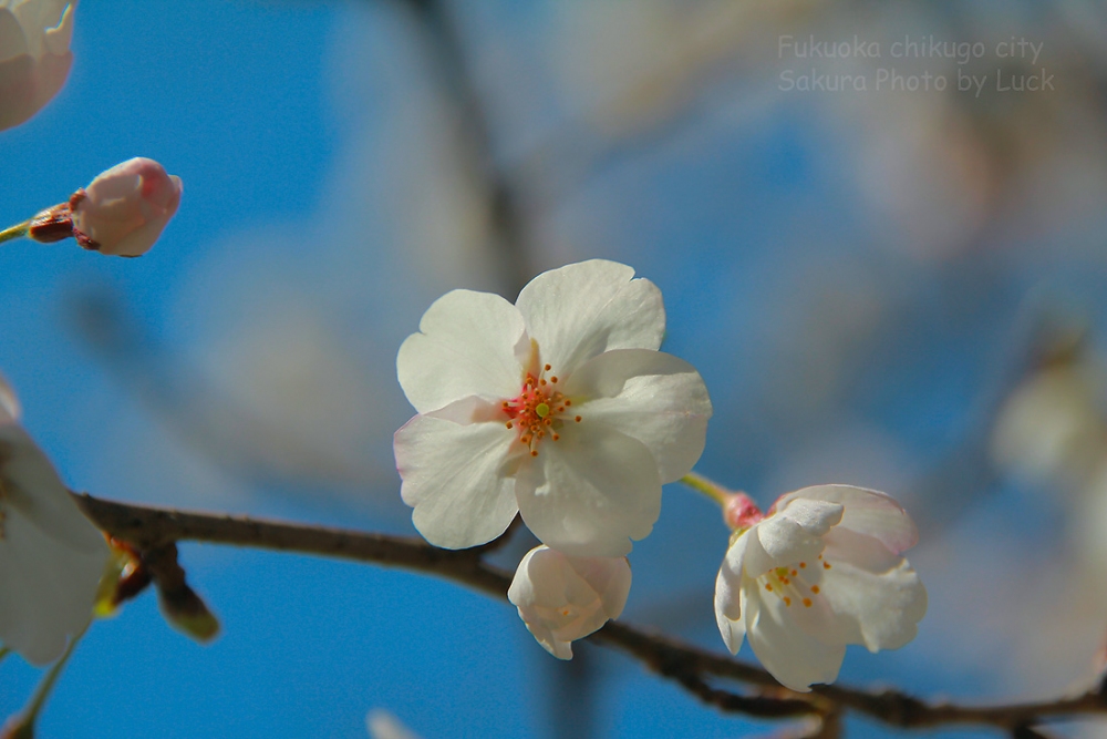 Sakura 