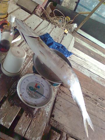 ปลา สาก พิกัด 1.8 กิโลกรัมครับ 