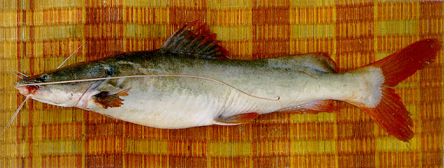 มาดูปลากดกันบ้าง มี 25 ชนิดในน้ำจืด
Hemibagrus microphthalmus 
ปลากดคังสาละวิน 
ขนาด 100cm
พบในแ