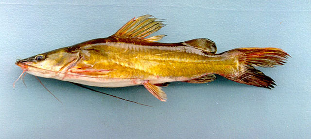 ปลากดขาว
Hemibagrus nemurus   (Valenciennes, 1840) 
Asian redtail catfish 
ขนาด50cm
พบในพื้นที่ภ
