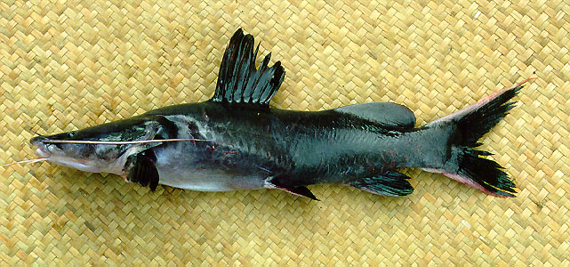 ปลากดดำ
Hemibagrus wyckii   (Bleeker, 1858) 
ขนาด 50cm
พบตามแม่น้ำสายใหญ่ทั่วทุกภาค