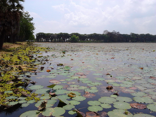 หมายสวยๆที่ทุ่งทานตะวันไม่ได้ติดคันไปด้วยเสียดายมาก :umh: :umh: :umh: