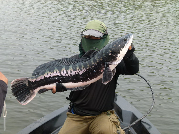[q][i]อ้างถึง: fishingjoke posted: 09-04-2555, 09:57:36[/i]

++++ครับ :cheer: :cheer: :cheer: :che