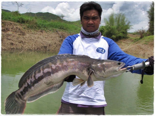 [q][i]อ้างถึง: FishingDaD posted: 09-04-2555, 07:09:32[/i]

สวัสดีครับ ตามชมครับ.... :ohh: :laughi
