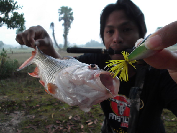    กัดกบโดด ของ BooM2012...ซะด้วย ของเค้าดีจริงๆ... :ohh: :ohh: :umh: :umh:

เจ้าของเหยื่อ ทราบแล้