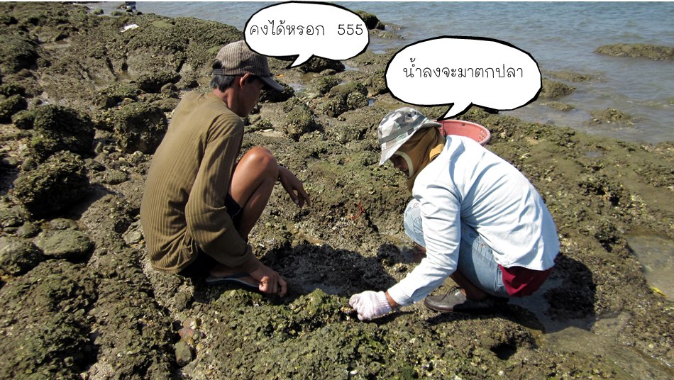 เจอคน มาหาหอยครับ เยอะมาก  เค้าบอกว่าหอย อ้วนๆ  :grin: :grin: :grin: