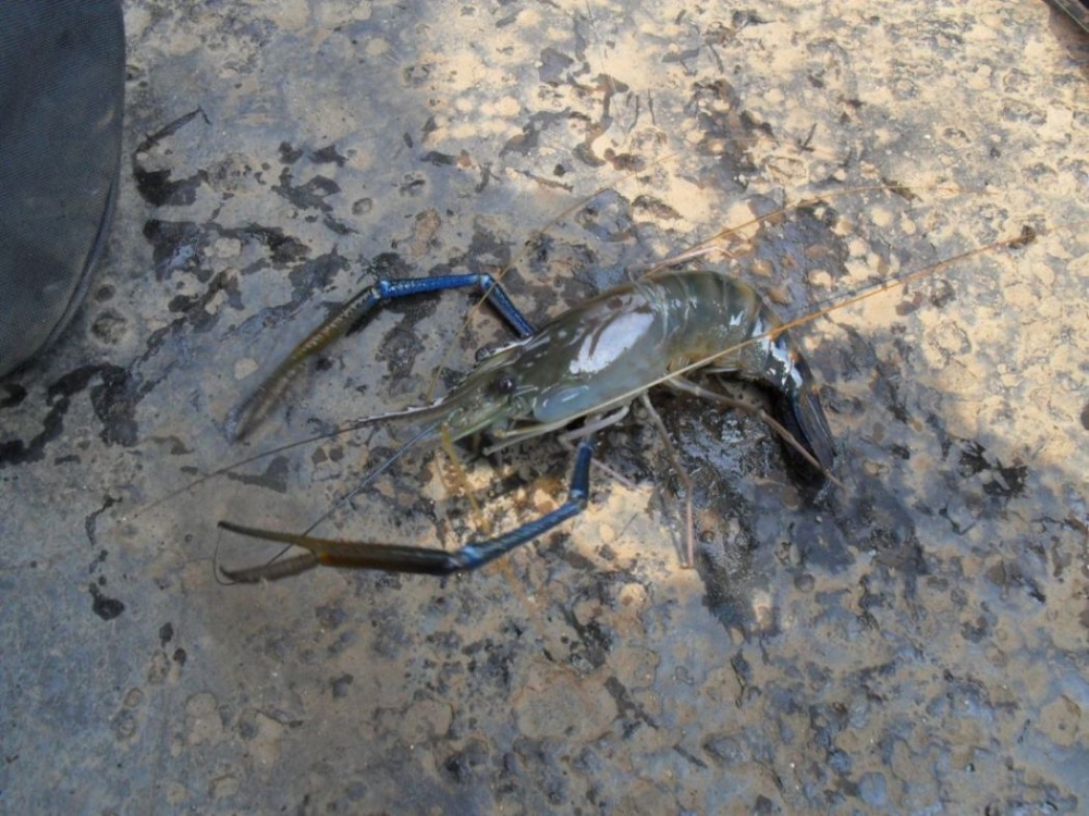 กุ้งนางใหญ่คับ :laughing: :laughing: :laughing: