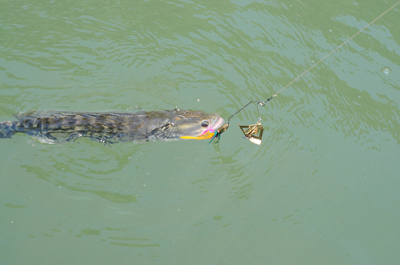 [b]Buzz bait  siamspoon จัดให้แล้วไง...ปลาใครหนอ[/b] :think: :think: :shocked: :laughing: :laughing:
