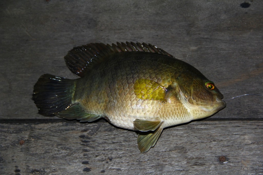 [q][i]อ้างถึง: FishingDaD posted: 11-04-2555, 18:14:51[/i]

สวัสดีครับ  ตามชมครับ...+++1... :ohh: 