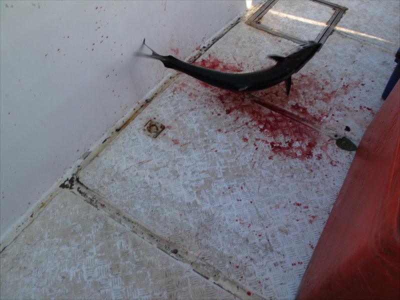 อินทรีย์ King Mackerel