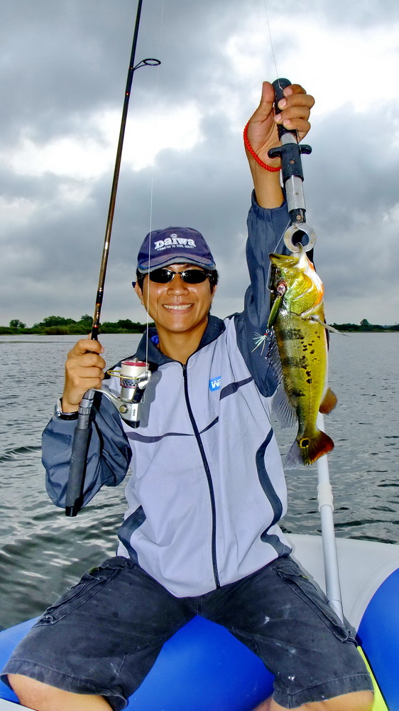 Pecock Bass in IPOH at Malaysia