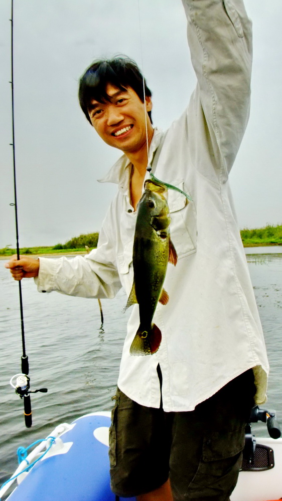 เหยื่อยางก็ได้ผลดีกับ Pecock Bass เหมือนกันครับ :grin: