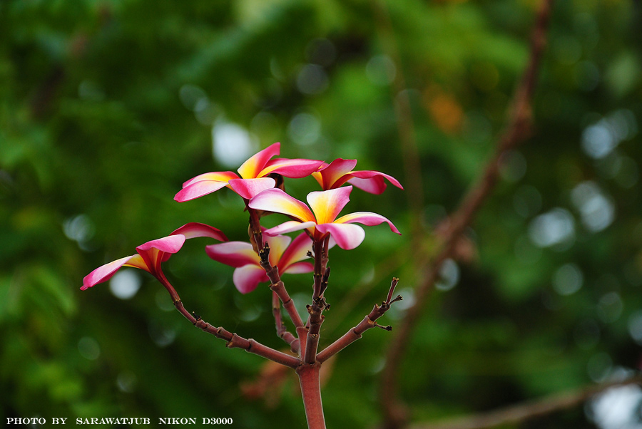 รวมภาพเมื่ออดีตมาให้ชมใหม่ครับ