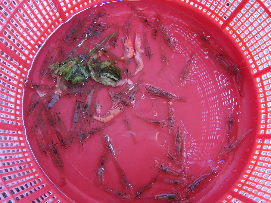 กุ้งเหยื่อ  ตก3วันใช้ไม่หมดซักที :laughing: :laughing: :laughing: