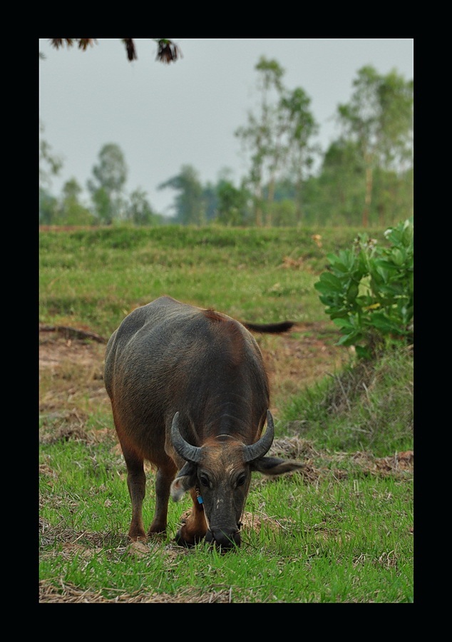 น้า BULINO  มาเร็วจัง  :cheer: