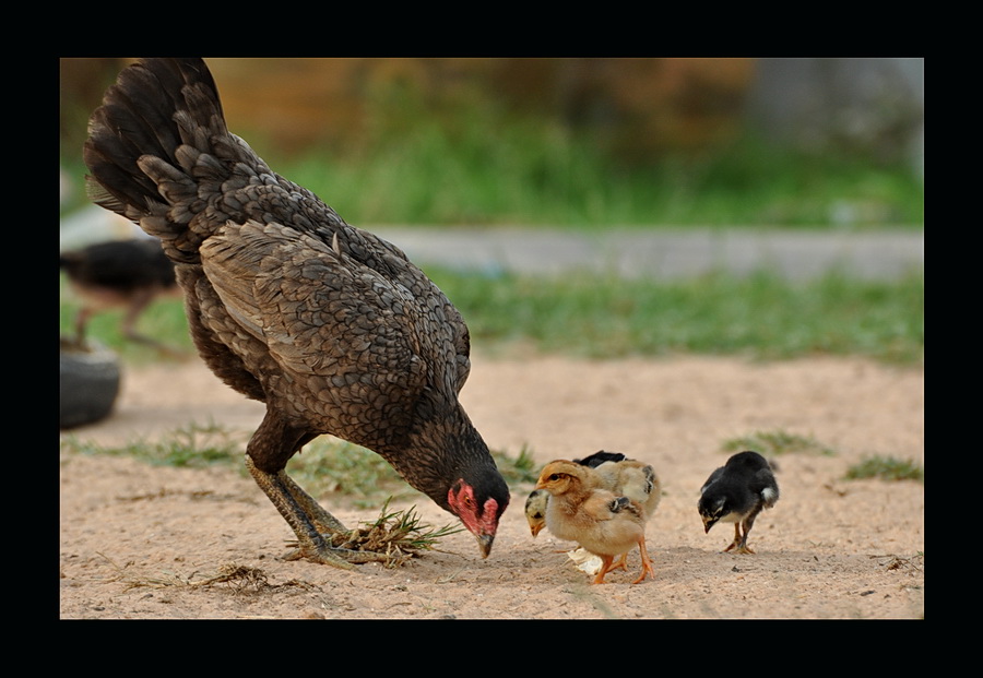 ...แถม ...ที่มาของเพลง ดาวลูกไก่ ......