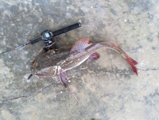  [b]โชว์ข้างอาวุธซักหน่อย....ตัวนี้โดน rapala SR7 เข้าไปครับ[/b]

 :wall: :wall: :wall: :wall: :wa