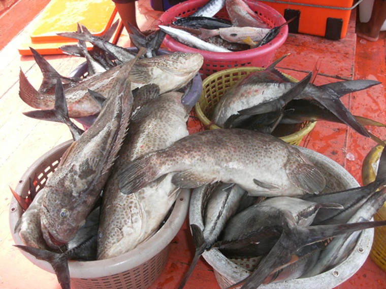กำลังขนปลาขึ้นจากเรือ





