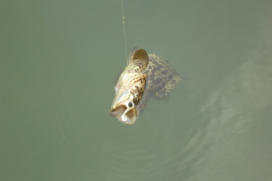  [b]DAY3[/b] ลองล้วงลึกๆด้วยเทคนิคประจำตัวของตากล้องดูบ้าง

Inshore TEXAS RIG ตะกั่วโม 40g เคาะน้ำ