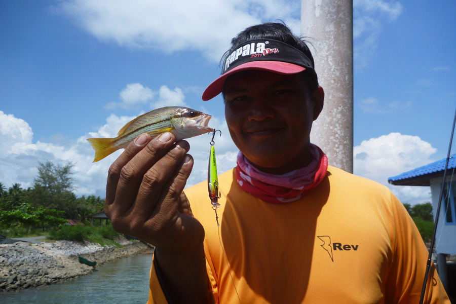  [b]DAY4[/b] เจ้าสำนักได้ตัวป๊อดมาอีก 1 ชนิด    เหลืองรีซี กับ ULTRA LIGHT MINNOW :smile: