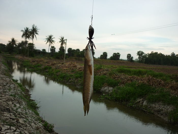 อีกตัวคับ :grin: