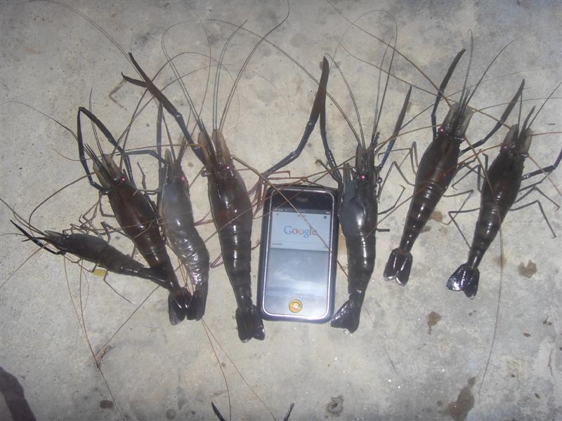 กุ้งรวมวันนี้ ที่ผิดคิวปล่อยไป พรุ�